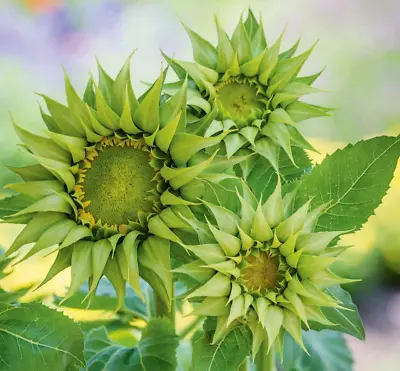 10 Sunfill Green F1 Sunflower Seeds • £2.39