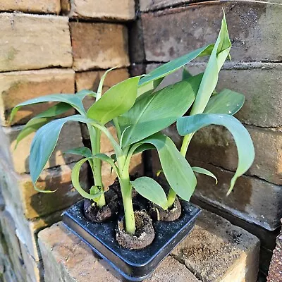 4 Dwarf Banana Starter Plants ( Dwarf Cavendish  Variety) • $31.50