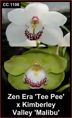 $35 • Buy OoN Cymbidium Orchid CC1108 Zen Era X Kimberley Valley 125mmPot