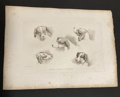 £9.99 • Buy Etching By Samuel Howitt HOUNDS