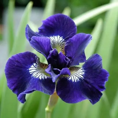 £5.99 • Buy Iris Shirley Pope Sibirica Hardy Perennial Purple Blue Flowers Live Rooted Plant