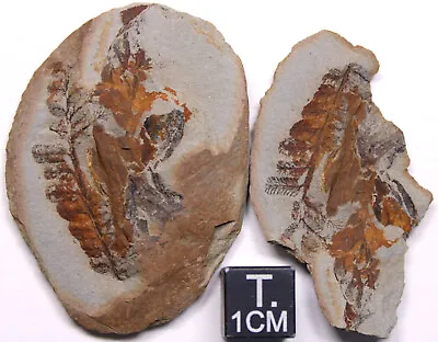 Super Detailed Mazon Creek Crenulopteris Subcrenulata Fern Fossil Carboniferous • $20