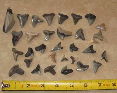 Mixed Lot Of Megalodon Sharks Tooth Fossil Teeth Tooth • $24.99