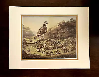 Unframed 11x14 Currier & Ives Cares Of A Family Quail Birds Chicks Double Matted • $19.12