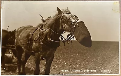 Horse Eating From Feed Bag Vintage Judge Ltd Hastings 4730 Postcard C1930 • $12.33