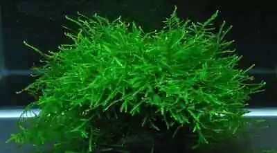 $9.70 • Buy Java Moss Live Aquarium Plants For Fish Tank/ Pond/shrimp Tank Victoria Stock 