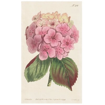 £40.06 • Buy Rare 1799 Curtis Botanical Magazine No. 438 HYDRANGEA HORTENSIS Garden Hydrangea