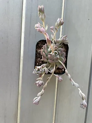 Echeveria Prolifica Beautiful Clustering Live Succulent 70mm Pot • $5