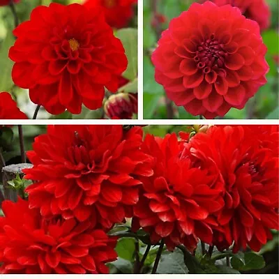 Decorative Dahlia Arnhem Tubers. Beautiful Vibrant Summer Flowers. Easy To Grow • £12.95
