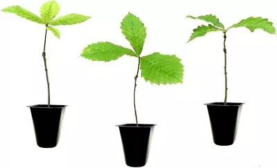 Swamp Chestnut Oak Tree | Live Seedlings | Quercus Michauxii | Perfect For... • $25.98