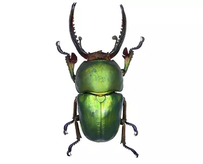 Lamprima Adolphinae Green ONE REAL STAG BEETLE BEETLE MOUNTED PACKAGED • $14