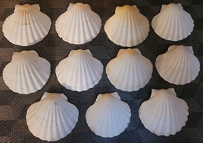 $11 • Buy Set Of 11 Scallop Sea Shells For Decor, Baking, Or Crafts; 3.75 X4.0 -4.0 X4.0 
