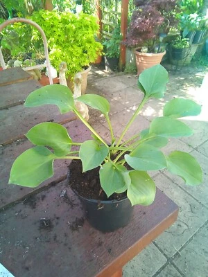 £3.50 • Buy Hosta Floradora