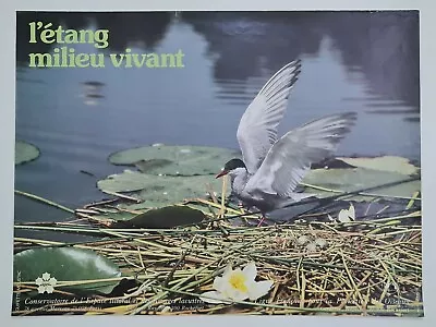 Van Ingen Jacana Middle Living Pond Circa 1970 Photo Poster Animals Birds • $106.27