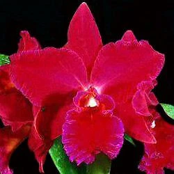 $15 • Buy MOS. Orchid Cattleya Slc. Valezac Evelyn