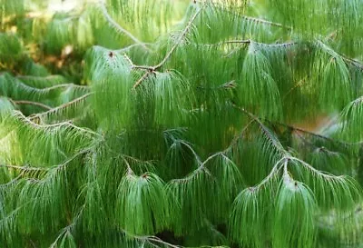 Mexican Yellow Weeping Pine (Pinus Patula) 30 Seeds • $3.25