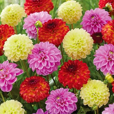 Garden State Bulb Decorative Mix Dahlia Flower Bulbs Bare Roots • $24