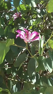 $5 • Buy Pink Orchid Tree Seeds X 10 Fresh Easy Grow From W.A
