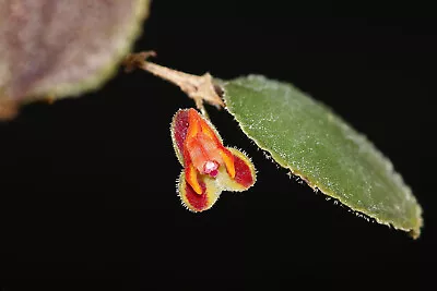 Lepanthes Aculeata Miniature Orchid Mounted • $45.05