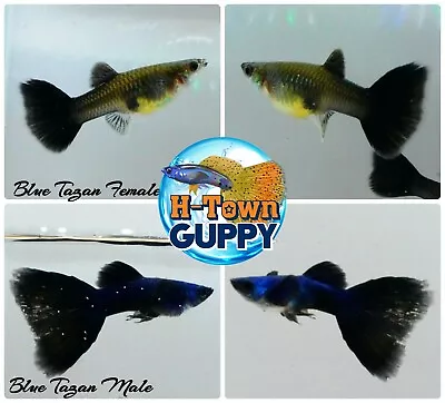 $30.95 • Buy 1 TRIO - Live Aquarium Guppy Fish High Quality - Blue Moscow - USA Seller