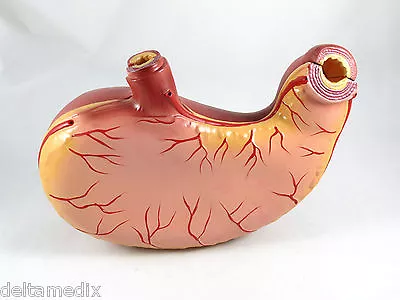 New Professional Educational Stomach Anatomy Medical Model IT-044 ARTMED • $54.95