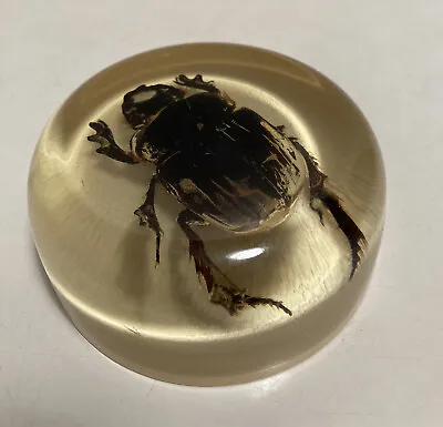 VINTAGE 70s LUCITE INCASED BUG / BEETLE TAXIDERMY PAPERWEIGHT  • £22