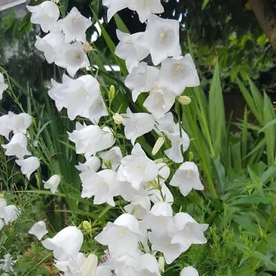 Campanula White Persicifolia HP Hardy Fairy Bellflower Fab Cut Flower 300 Seeds • £3.80
