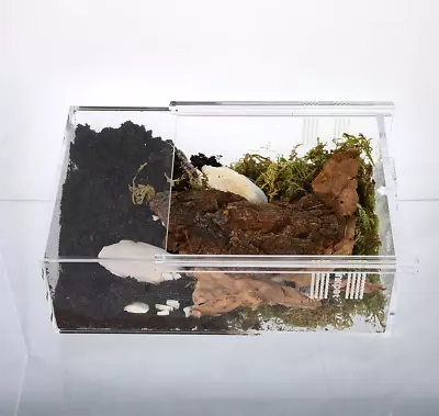 Small Reptile Enclosure Tarantula Jumping Spider  Acrylic Terrarium Supplies AU • $48.99