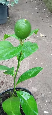 Meyer Lemon Tree In 1 Gallon Pot Producing Lemons • $62