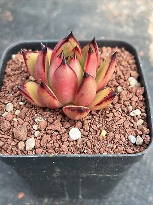 Echeveria Agavoides Ebony (Mexico Form) X  Ech.agavoides  Prolifera Succulent • $25