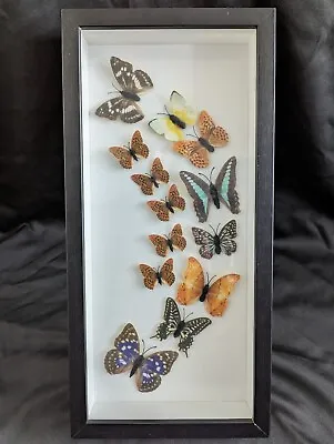 13 Butterflies Framed & Mounted LARGE 18.25  X 9.75  Bluebottle Purple Emperor • $59.95