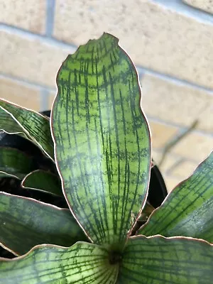 Sansevieria ’ CLEOPATRA’ Three Plants In The Pot B  • $45