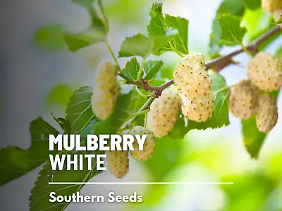 Mulberry White - Heirloom Seeds - Culinary & Medicinal - Non GMO (Morus Alba) • $3.90