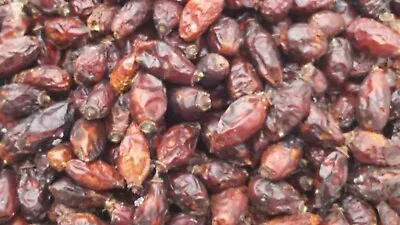 $20 • Buy ROSE HIP PSEUDO-FRUCTUS Dried Loose Herbal Tea From Bulgaria 1,5 Kg Bulk
