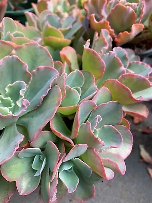 Succulent CUTTING - Echeveria Blue Curls • $3