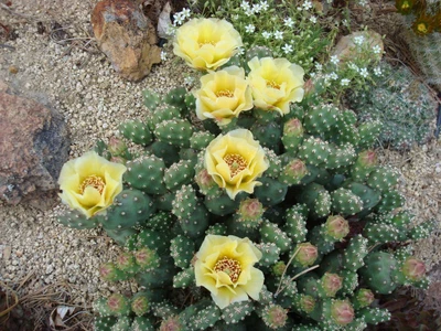 £5.60 • Buy Hardy Cactus Opuntia Debreczyi One Rootless Cutting