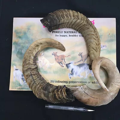 £17.95 • Buy Three Horn Dog Chews Treats Antler Sheep  Breeds  Show Dogs Pet