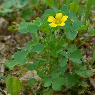 £3.24 • Buy Yellow Wood Sorrel (25 Seeds) Fresh This Season's Harvest {RARE & EXOTIC}