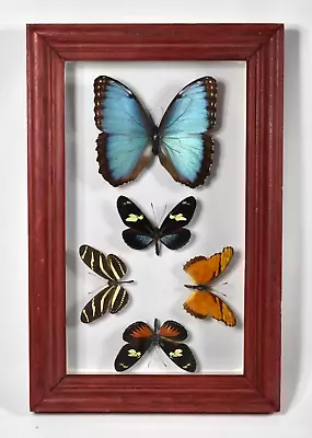 Real Butterfly Collection Mounted Frame Display Costa Rica Blue Morpho Taxidermy • $59.99