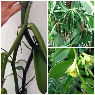 Rooted Live Cutting Vanilla Bean Planifolia Orchide Plant For Planting • $34.87