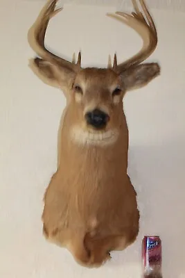 Whitetail Deer Head Shoulder Mount Taxidermy Cape Shed Antler Hunt Mule Rack • $195