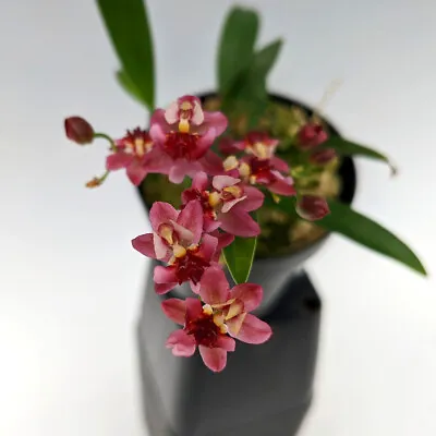 Oncidium Orchid Live Plant Twinkle 'Pink Profusion'  Miniature Fragrant Flowers • $19.99