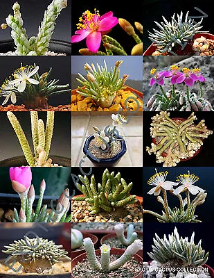 RARE AVONIA MIX Variety Exotic Flowering Succulent Cactus Plant Seed - 15 SEEDS • $8.99