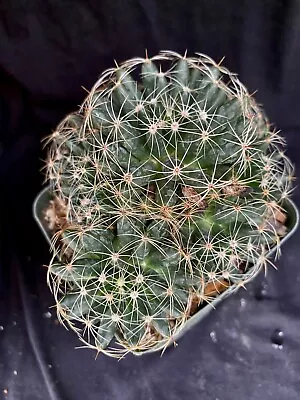Mammillaria Sphaerica Cactus Plant • $10.99