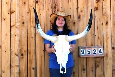 Steer Skull Polished Long Horns Mounted Art!! 2' 7  Cow Bull Longhorn H9524 • $194.95