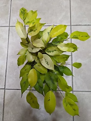 ‘Ficus Benjamina 'Palm Beach Lime' Variegated Weeping Fig • $65