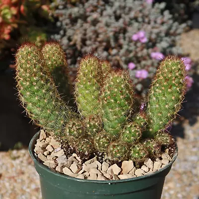 Mammillaria Elongata Copper King Cactus Cacti Succulent Real Live Plant • $11.29