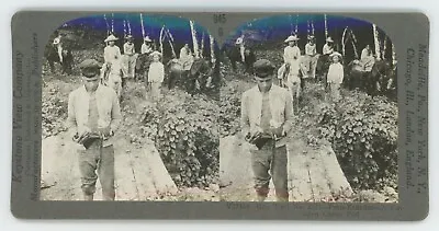 C1900's Real Photo Stereoview Peru - Ecuador A Cut-Open Cacao Pod • $9.99