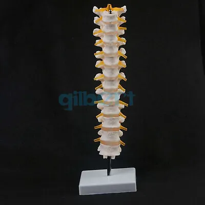 Lifesize Human 12 Thoracic Vertebrae Skeleton Cervical Spine Anatomical Model • $19.20