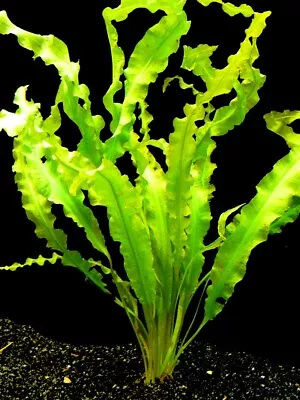 £5.45 • Buy 5 X Aponogeton Crispus Bulbs - Live Aquarium Plant - Tropical Aquatic Fish Tank